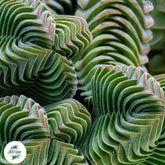 Crassula columnaris / 40 seeds (Buddha’s Temple)